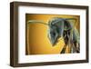 Camponotus Gigas-Shikhei Goh-Framed Photographic Print