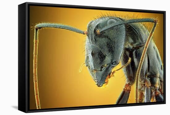 Camponotus Gigas-Shikhei Goh-Framed Stretched Canvas