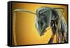 Camponotus Gigas-Shikhei Goh-Framed Stretched Canvas