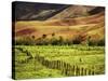 Campos Do Jordao, Brazil-null-Stretched Canvas