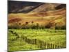Campos Do Jordao, Brazil-null-Mounted Photographic Print
