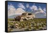 Campsognathus Dinosaurs Explore a Fossilized 1950's American Chevrolet-null-Framed Stretched Canvas