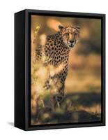 Camuflage-Ahmed Sobhi-Framed Stretched Canvas