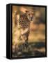 Camuflage-Ahmed Sobhi-Framed Stretched Canvas