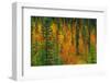 Canada, Alberta. Autumn in a Meadow-Jaynes Gallery-Framed Photographic Print