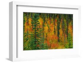 Canada, Alberta. Autumn in a Meadow-Jaynes Gallery-Framed Photographic Print