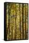 Canada, Alberta, Banff National Park. Aspen trees in autumn color.-Jaynes Gallery-Framed Stretched Canvas