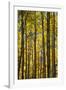 Canada, Alberta, Banff National Park. Aspen trees in autumn color.-Jaynes Gallery-Framed Photographic Print