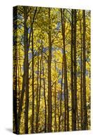 Canada, Alberta, Banff National Park. Aspen trees in autumn color.-Jaynes Gallery-Stretched Canvas