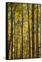 Canada, Alberta, Banff National Park. Aspen trees in autumn color.-Jaynes Gallery-Framed Stretched Canvas