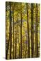 Canada, Alberta, Banff National Park. Aspen trees in autumn color.-Jaynes Gallery-Stretched Canvas