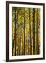 Canada, Alberta, Banff National Park. Aspen trees in autumn color.-Jaynes Gallery-Framed Photographic Print