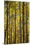 Canada, Alberta, Banff National Park. Aspen trees in autumn color.-Jaynes Gallery-Mounted Photographic Print