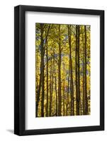 Canada, Alberta, Banff National Park. Aspen trees in autumn color.-Jaynes Gallery-Framed Photographic Print