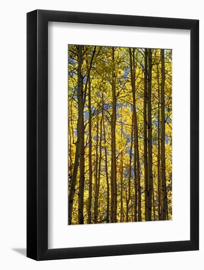 Canada, Alberta, Banff National Park. Aspen trees in autumn color.-Jaynes Gallery-Framed Photographic Print