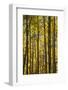 Canada, Alberta, Banff National Park. Aspen trees in autumn color.-Jaynes Gallery-Framed Photographic Print