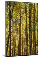 Canada, Alberta, Banff National Park. Aspen trees in autumn color.-Jaynes Gallery-Mounted Photographic Print