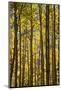 Canada, Alberta, Banff National Park. Aspen trees in autumn color.-Jaynes Gallery-Mounted Photographic Print