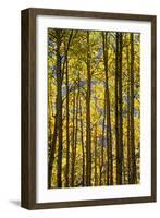 Canada, Alberta, Banff National Park. Aspen trees in autumn color.-Jaynes Gallery-Framed Photographic Print