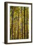 Canada, Alberta, Banff National Park. Aspen trees in autumn color.-Jaynes Gallery-Framed Photographic Print