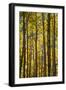 Canada, Alberta, Banff National Park. Aspen trees in autumn color.-Jaynes Gallery-Framed Photographic Print