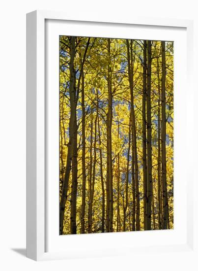 Canada, Alberta, Banff National Park. Aspen trees in autumn color.-Jaynes Gallery-Framed Photographic Print