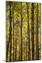 Canada, Alberta, Banff National Park. Aspen trees in autumn color.-Jaynes Gallery-Mounted Photographic Print