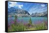 Canada, Alberta, Banff National Park. Crowfoot Mountains and fireweeds along Bow Lake.-Jaynes Gallery-Framed Stretched Canvas