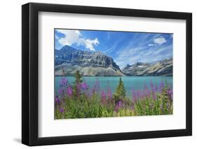 Canada, Alberta, Banff National Park. Crowfoot Mountains and fireweeds along Bow Lake.-Jaynes Gallery-Framed Photographic Print