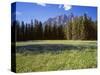 Canada, Alberta, Banff National Park, Daisies Bloom in Meadows Beneath Castle Mountain-John Barger-Stretched Canvas