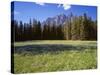 Canada, Alberta, Banff National Park, Daisies Bloom in Meadows Beneath Castle Mountain-John Barger-Stretched Canvas