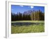 Canada, Alberta, Banff National Park, Daisies Bloom in Meadows Beneath Castle Mountain-John Barger-Framed Photographic Print