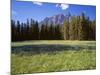 Canada, Alberta, Banff National Park, Daisies Bloom in Meadows Beneath Castle Mountain-John Barger-Mounted Photographic Print