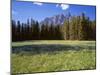 Canada, Alberta, Banff National Park, Daisies Bloom in Meadows Beneath Castle Mountain-John Barger-Mounted Photographic Print