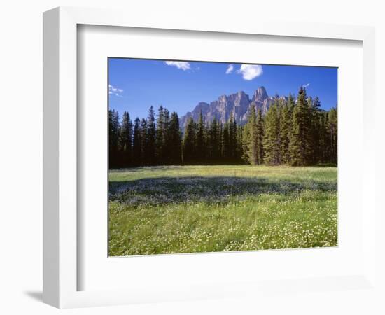 Canada, Alberta, Banff National Park, Daisies Bloom in Meadows Beneath Castle Mountain-John Barger-Framed Photographic Print