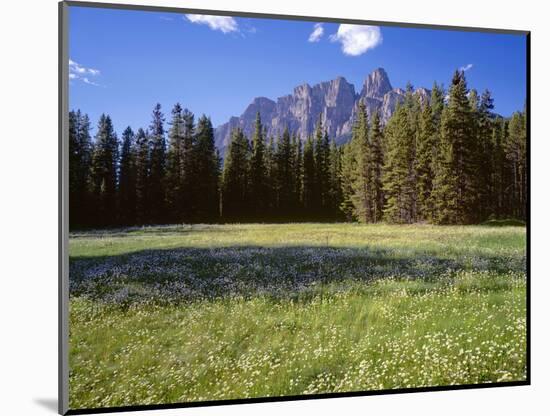 Canada, Alberta, Banff National Park, Daisies Bloom in Meadows Beneath Castle Mountain-John Barger-Mounted Photographic Print
