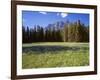 Canada, Alberta, Banff National Park, Daisies Bloom in Meadows Beneath Castle Mountain-John Barger-Framed Photographic Print