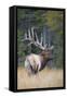 Canada, Alberta. Bull Rocky Mountain Elk During Fall Rut. Jasper-Gary Luhm-Framed Stretched Canvas