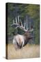 Canada, Alberta. Bull Rocky Mountain Elk During Fall Rut. Jasper-Gary Luhm-Stretched Canvas