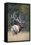 Canada, Alberta. Bull Rocky Mountain Elk During Fall Rut. Jasper-Gary Luhm-Framed Stretched Canvas