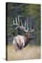 Canada, Alberta. Bull Rocky Mountain Elk During Fall Rut. Jasper-Gary Luhm-Stretched Canvas