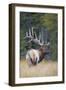 Canada, Alberta. Bull Rocky Mountain Elk During Fall Rut. Jasper-Gary Luhm-Framed Photographic Print