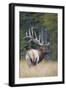 Canada, Alberta. Bull Rocky Mountain Elk During Fall Rut. Jasper-Gary Luhm-Framed Photographic Print