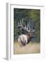 Canada, Alberta. Bull Rocky Mountain Elk During Fall Rut. Jasper-Gary Luhm-Framed Photographic Print