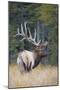 Canada, Alberta. Bull Rocky Mountain Elk During Fall Rut. Jasper-Gary Luhm-Mounted Photographic Print