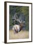 Canada, Alberta. Bull Rocky Mountain Elk During Fall Rut. Jasper-Gary Luhm-Framed Photographic Print