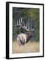 Canada, Alberta. Bull Rocky Mountain Elk During Fall Rut. Jasper-Gary Luhm-Framed Photographic Print