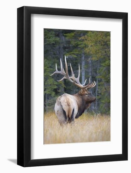 Canada, Alberta. Bull Rocky Mountain Elk During Fall Rut. Jasper-Gary Luhm-Framed Photographic Print