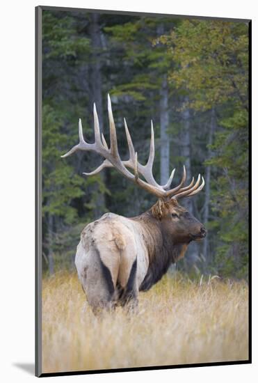 Canada, Alberta. Bull Rocky Mountain Elk During Fall Rut. Jasper-Gary Luhm-Mounted Photographic Print