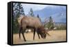 Canada, Alberta. Bull Rocky Mountain Elk in Open Savanna. Jasper-Gary Luhm-Framed Stretched Canvas